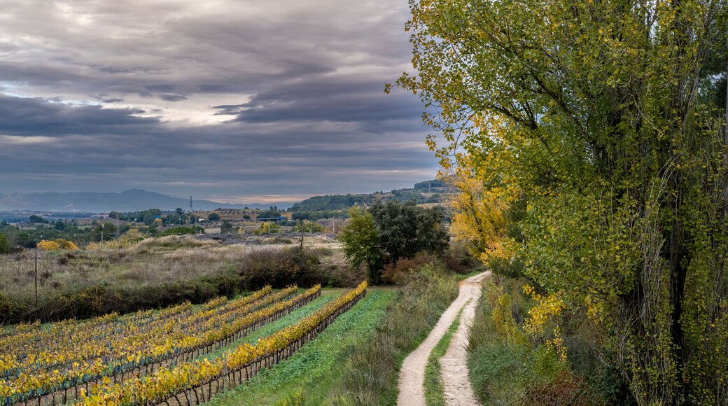 Wine landscape in the Subirats region in Penedes in Barcelona province in Catalonia Spain