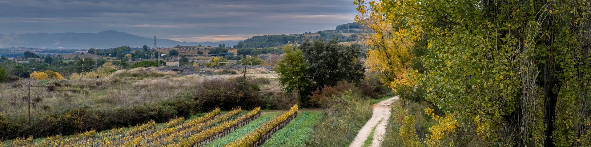 Wine landscape in the Subirats region in Penedes in Barcelona province in Catalonia Spain