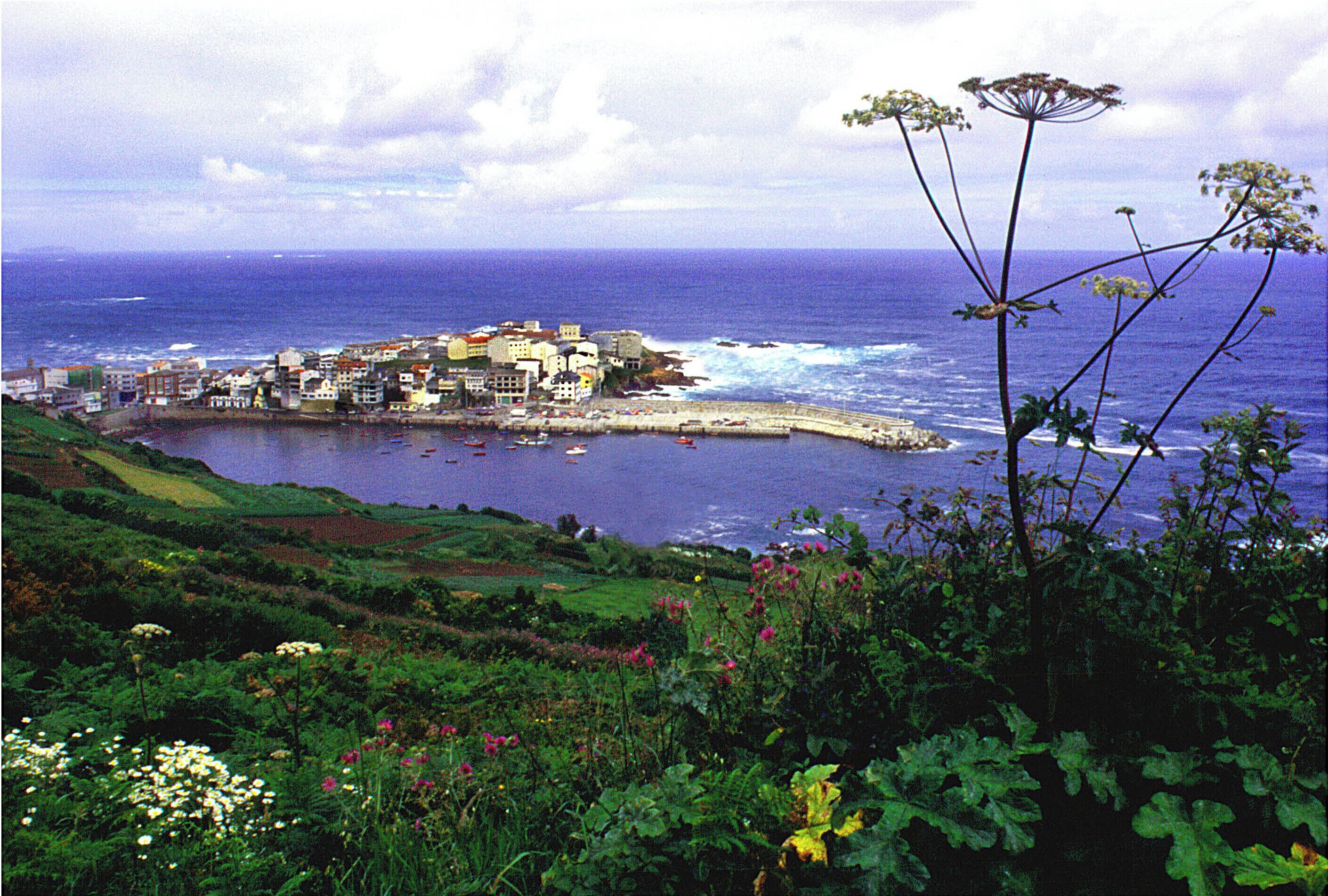 A coastal town with buildings along the shore, surrounded by greenery and flowers.
