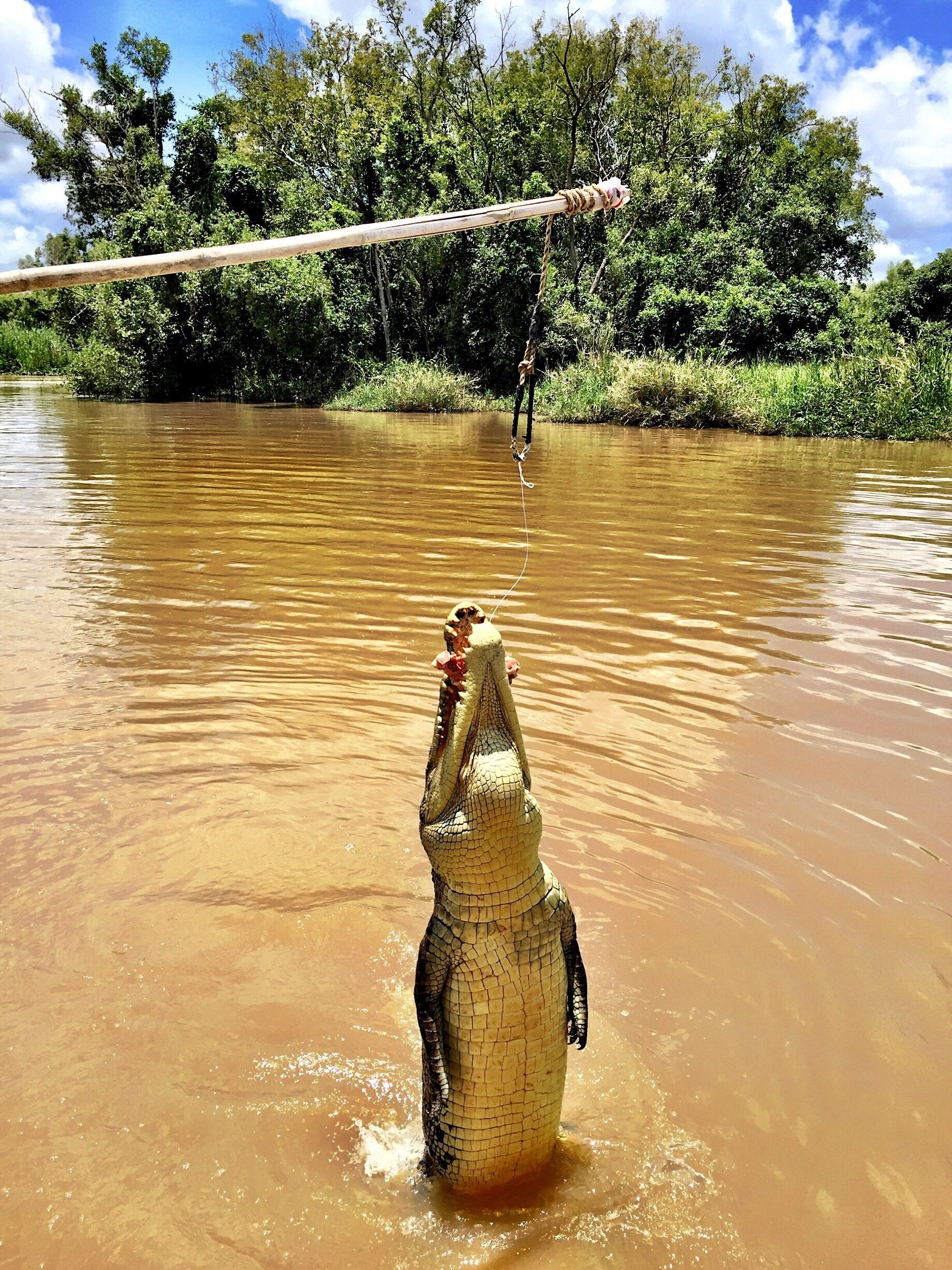 A crocodile in a muddy water body with trees in the background.