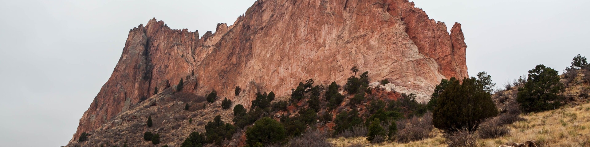 Wild Bighorn sheep at Garden of the Gods in Colorado Springs, Colorado (CO).