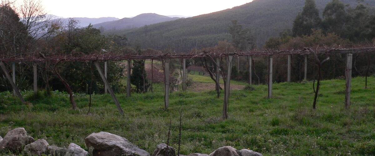 A vineyard with grapevines supported by wooden stakes, set against a backdrop of rolling hills and a mountain.