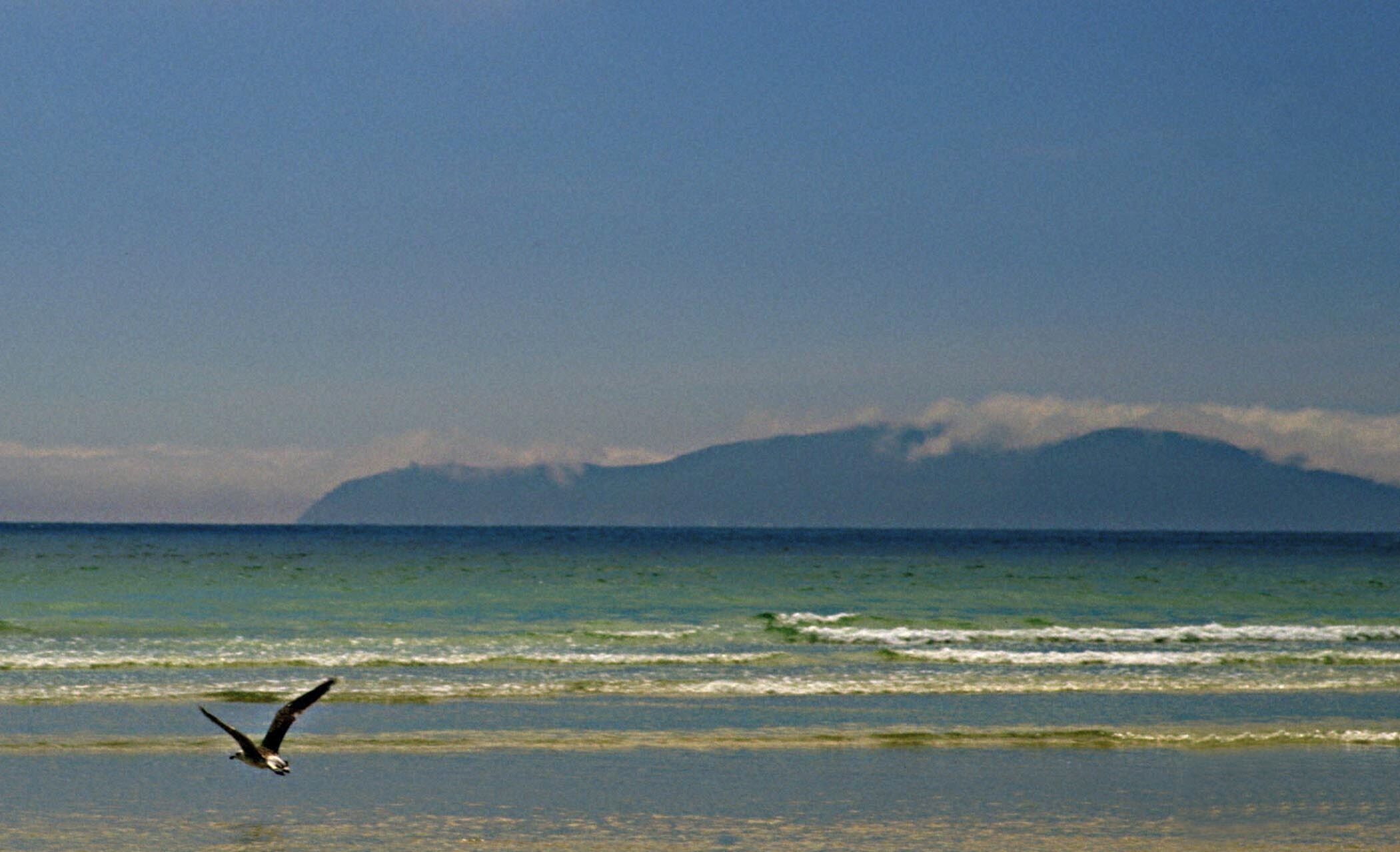 A seagull flying over a beach with waves and a mountain in the background.