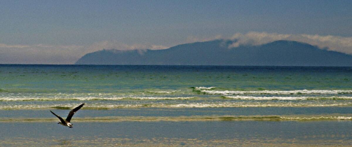 A seagull flying over a beach with waves and a mountain in the background.