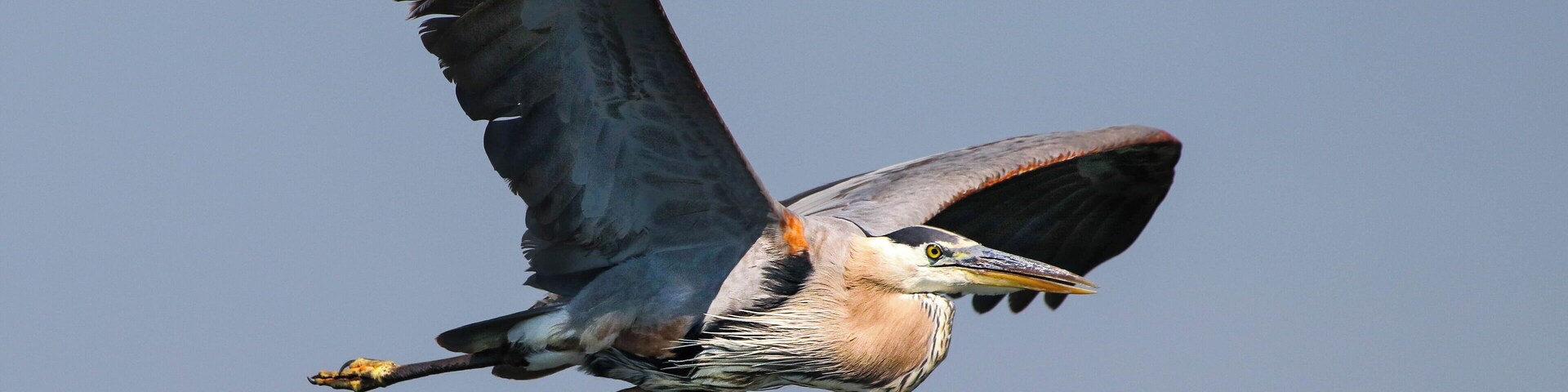 Nimisila Reservoir, a wildlife photographers dream.