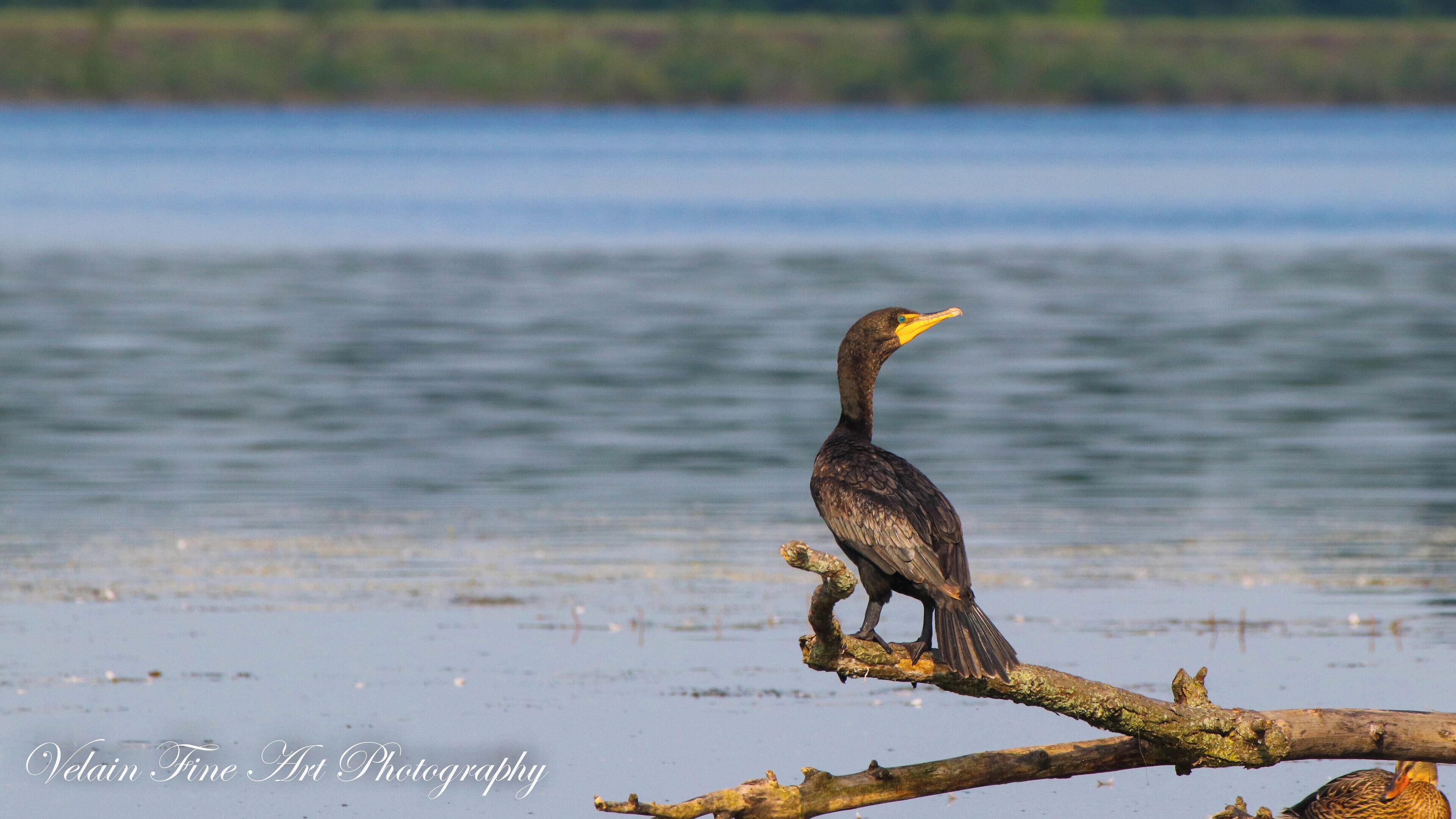 Just another shot from Nimisila Reservoir. Can't say enough about this hidden gem. 