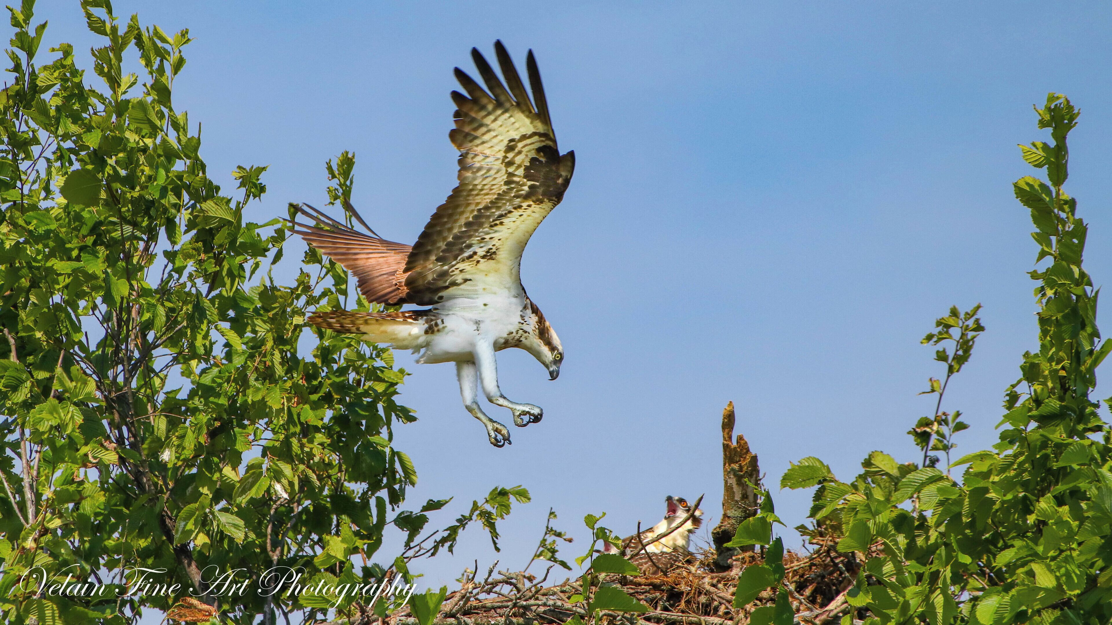 This Osprey came in for a landing without a fish, and her young are not impressed! Just another shot from Nimisila Reservoir. 