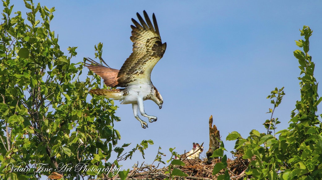This Osprey came in for a landing without a fish, and her young are not impressed! Just another shot from Nimisila Reservoir.