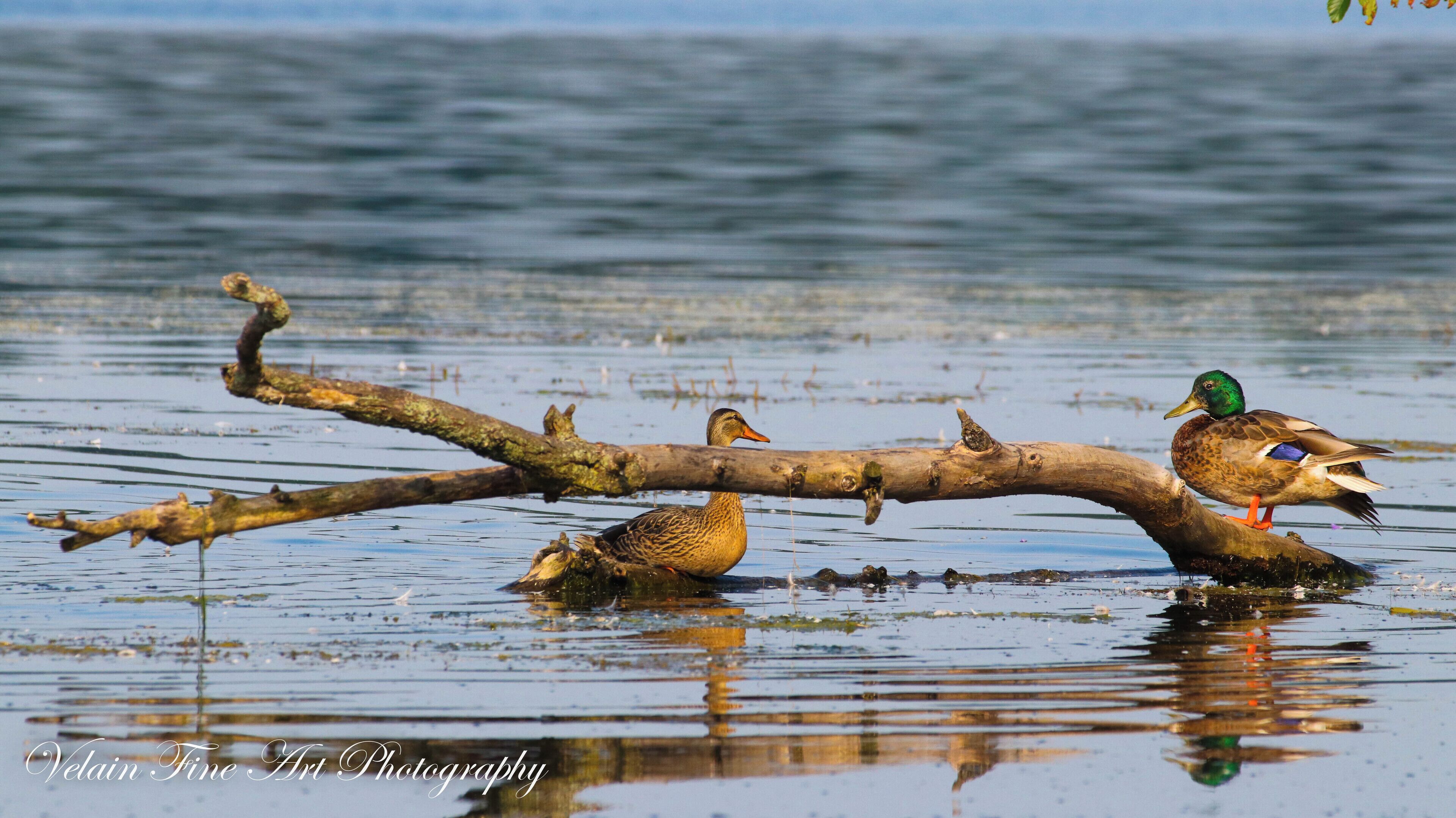 Nimisila Reservoir is a hot spot for wildlife photography and few photographers know anything about it. Osprey, Dukes, Blue Hairing, Dear, Fox, and whole host of others roam free in the wild for all to enjoy, and the landscape is stunning! 