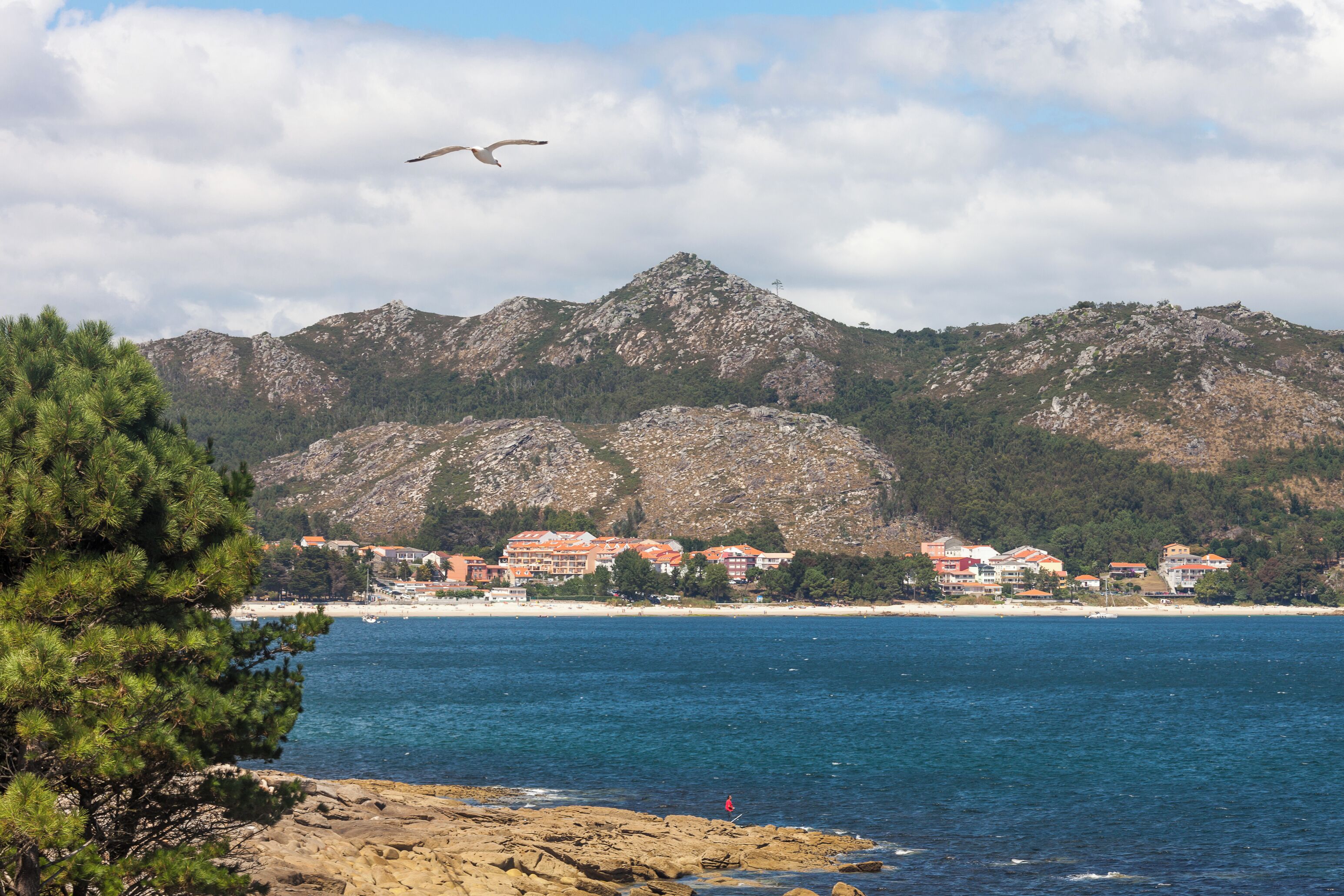 A coastal landscape with a rocky shoreline, a pine tree, a seagull flying, and buildings along the beach.