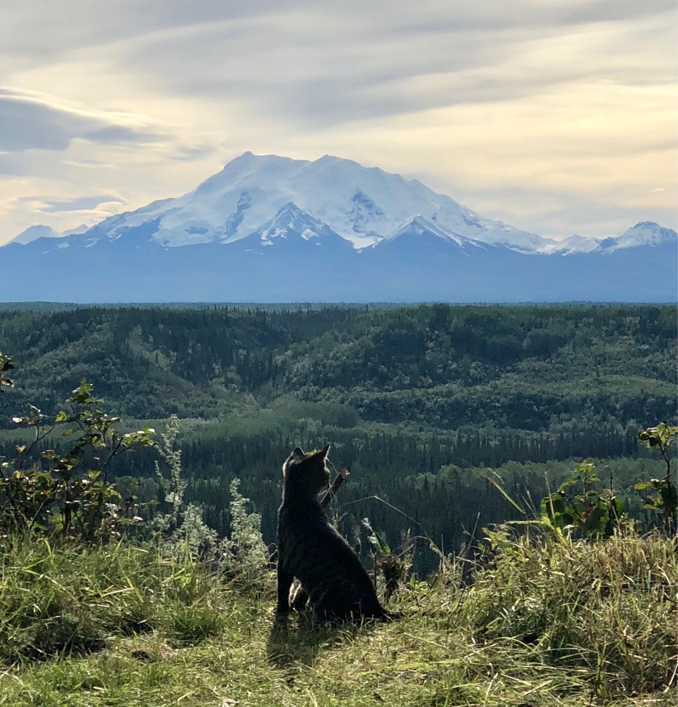 Stayed at a VRBO with amazing views of Mt. Drum. This lucky kitten gets to enjoy this view every day!!
#GreatOutdoors