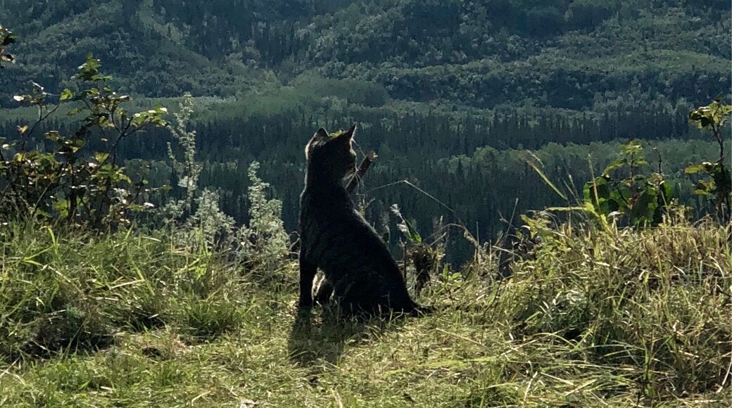 Stayed at a VRBO with amazing views of Mt. Drum. This lucky kitten gets to enjoy this view every day!!
#GreatOutdoors