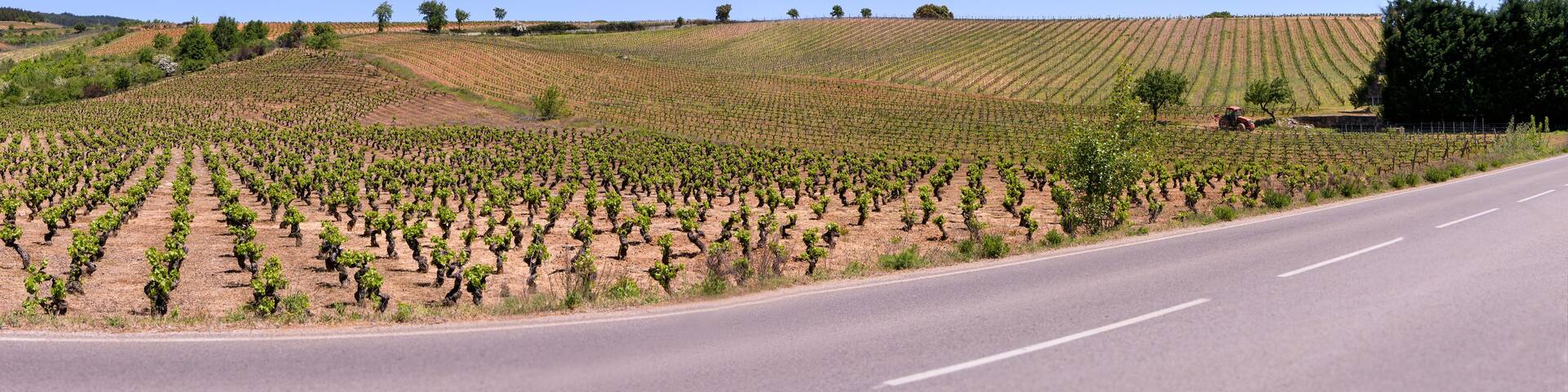 Panoramic view of vineyards.