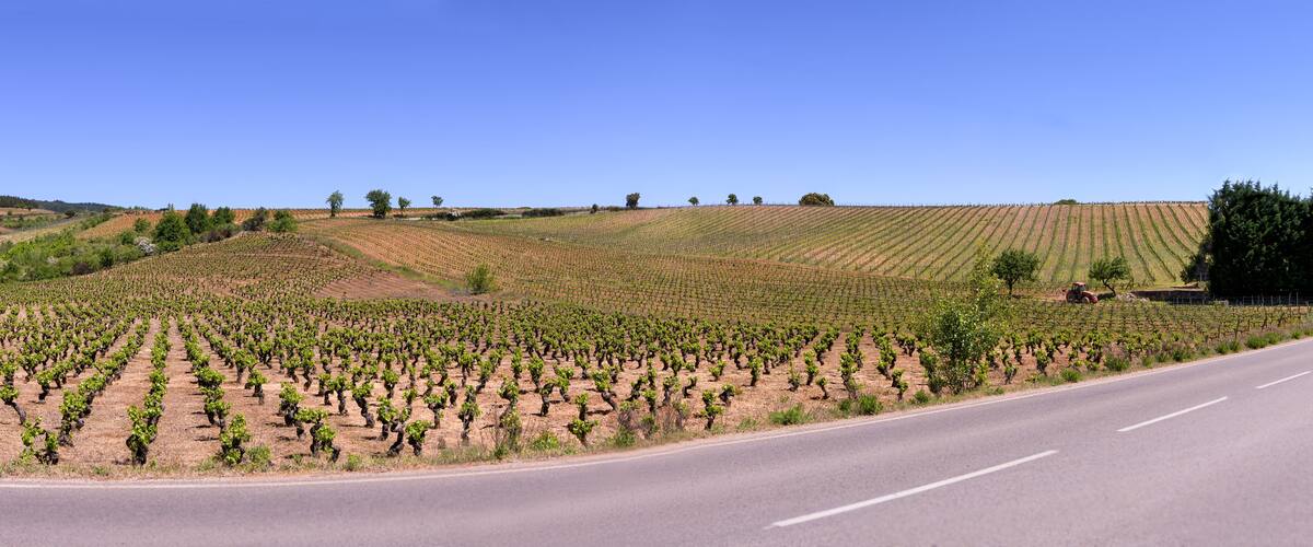 A vineyard with rows of grapevines along a road.