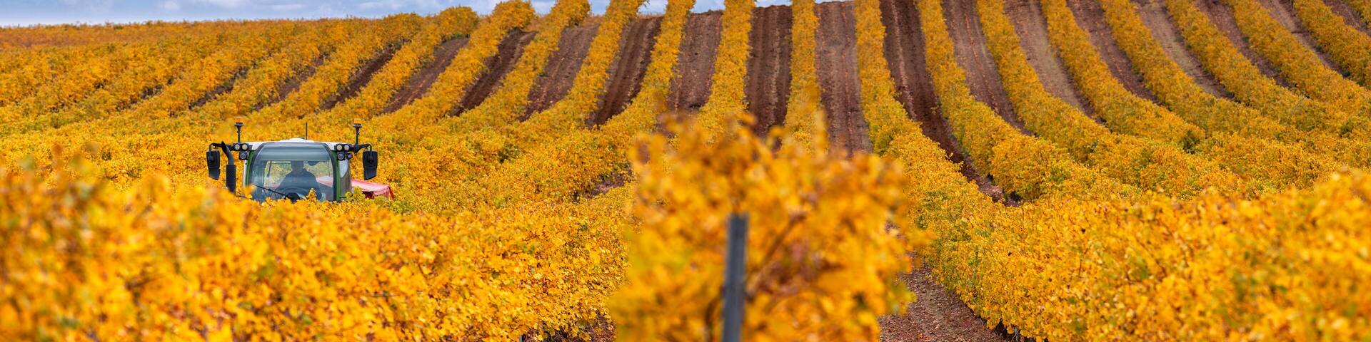 Tractor working among vineyards in autumn