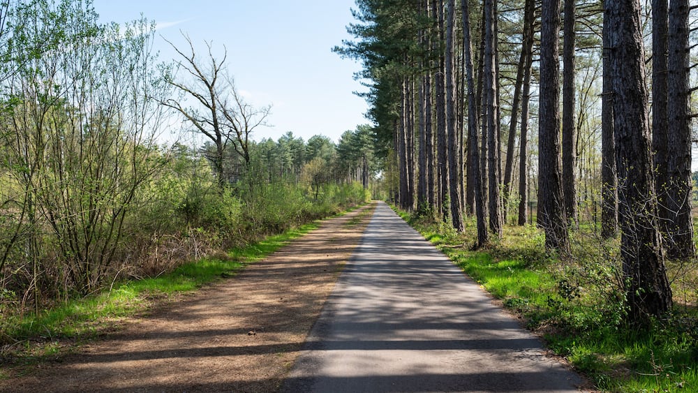 Une route asphaltée bordée de grands pins et de broussailles.