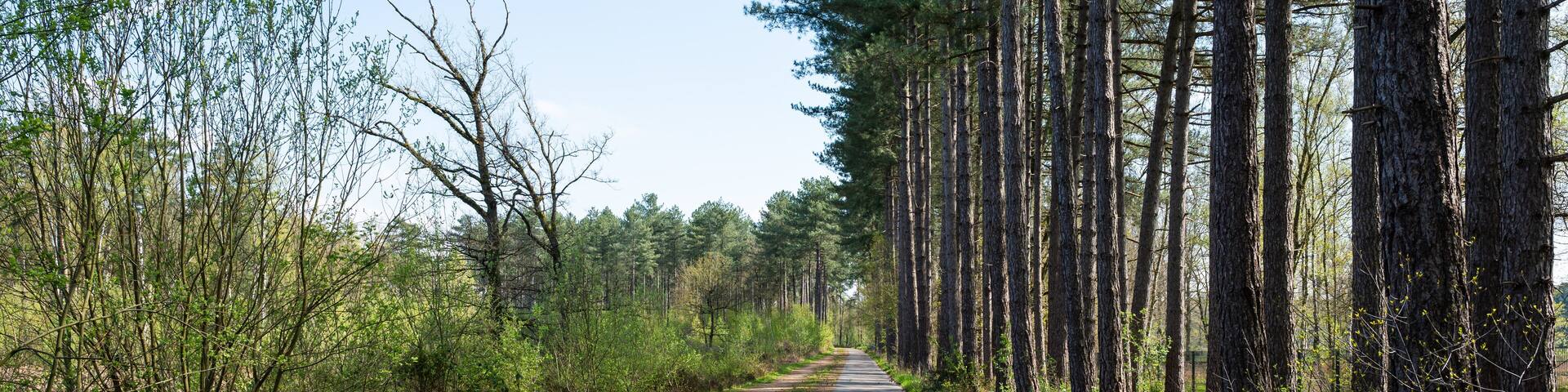 Straight cycling and pedestrian path through the woods, Laakdal, Belgium