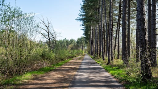 Straight cycling and pedestrian path through the woods, Laakdal, Belgium