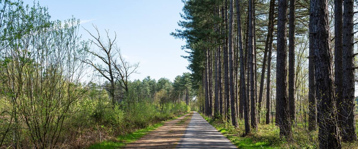 A paved road flanked by tall pine trees and underbrush.