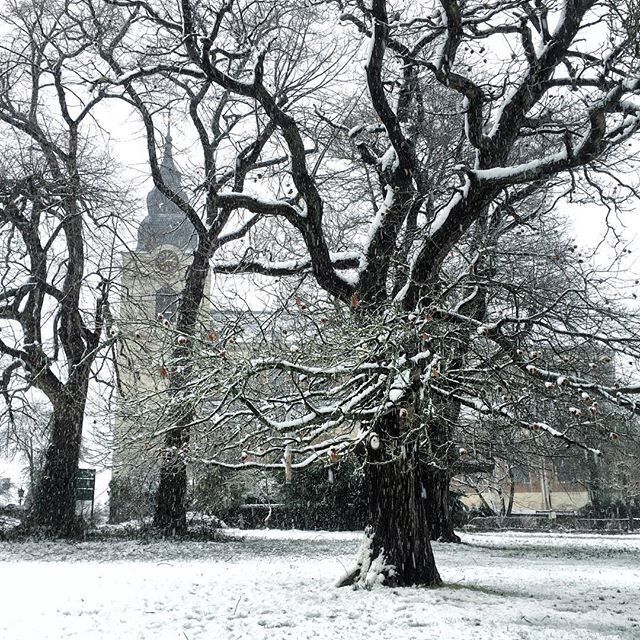 A snow-covered park with bare trees and a distant building.