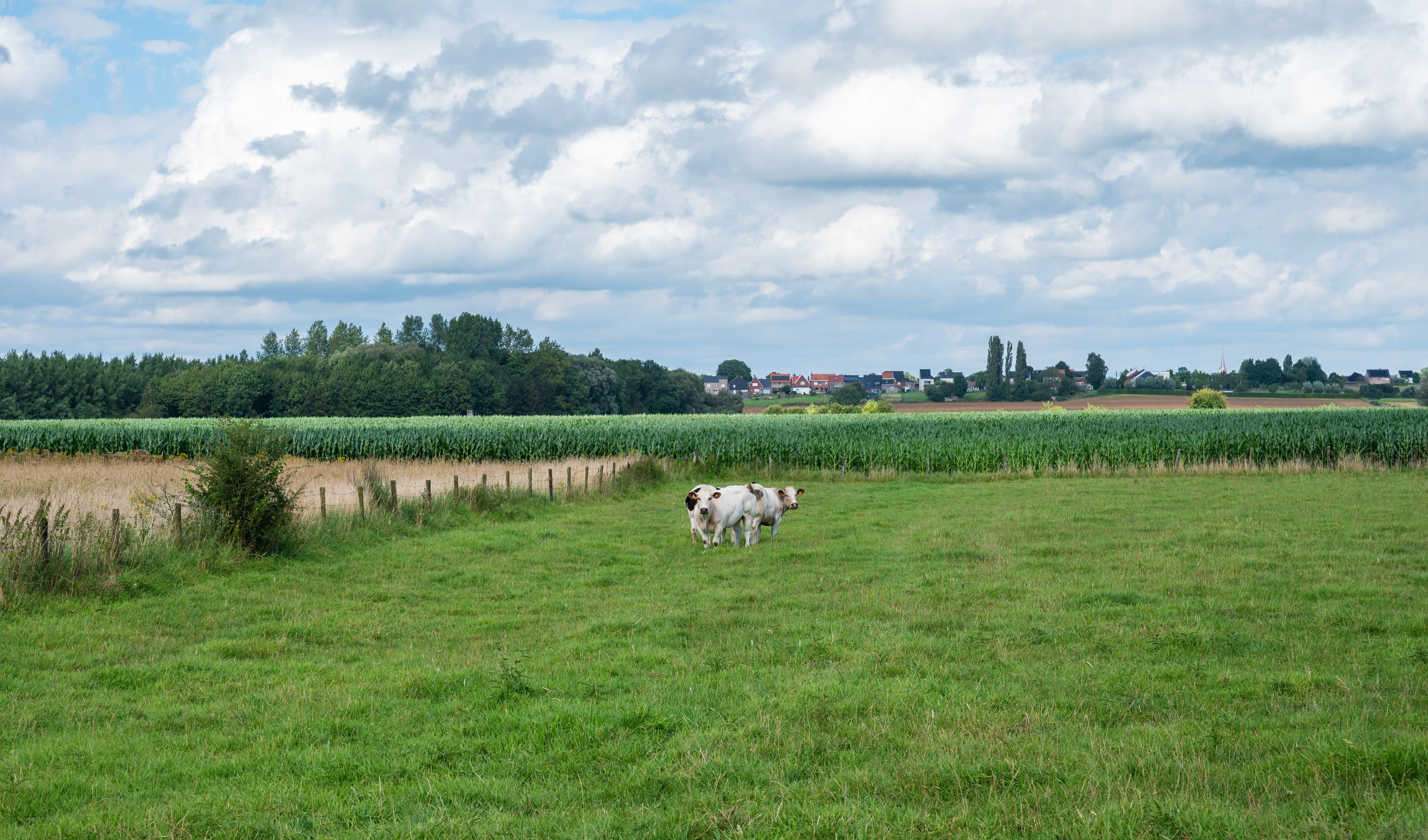 Hoegaarden