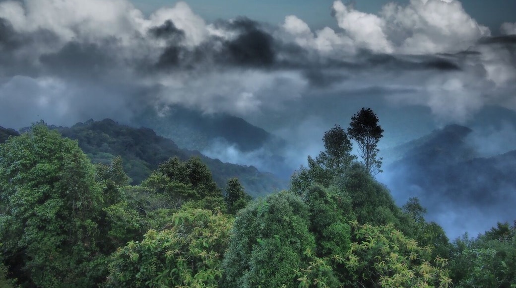 This photo was taken from an observation tower on Gunung Brinchang and looks out over the Cameron Highlands. The jungle in the foreground is known as the “Mossy Forest”, largely because the tree trunks and branches are covered in moss, caused by the low-lying mist that gathers around the hills most mornings. We visited here as part of a half day tour visiting the area's tea plantations