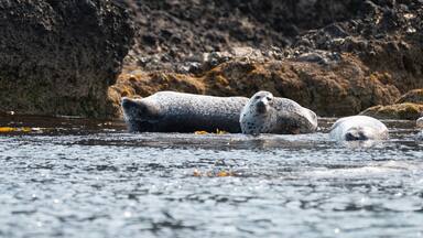 A seal resting on a rocky shore with water in the foreground.