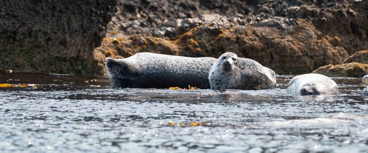 A seal resting on a rocky shore with water in the foreground.
