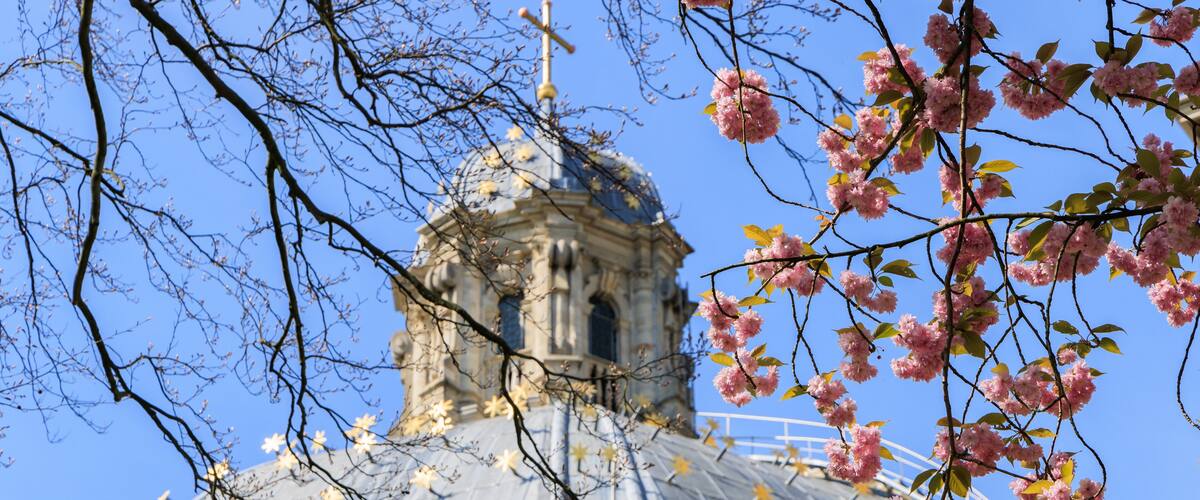 A large dome with a cross on top, surrounded by pink cherry blossoms.