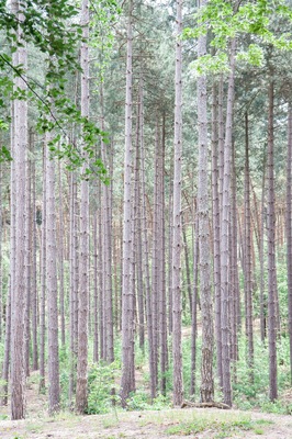 Forest in Averbode