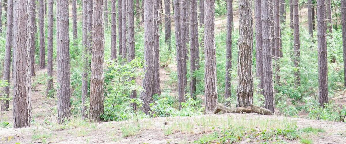 A dense forest with tall, slender trees and a ground covered with grass and small plants.