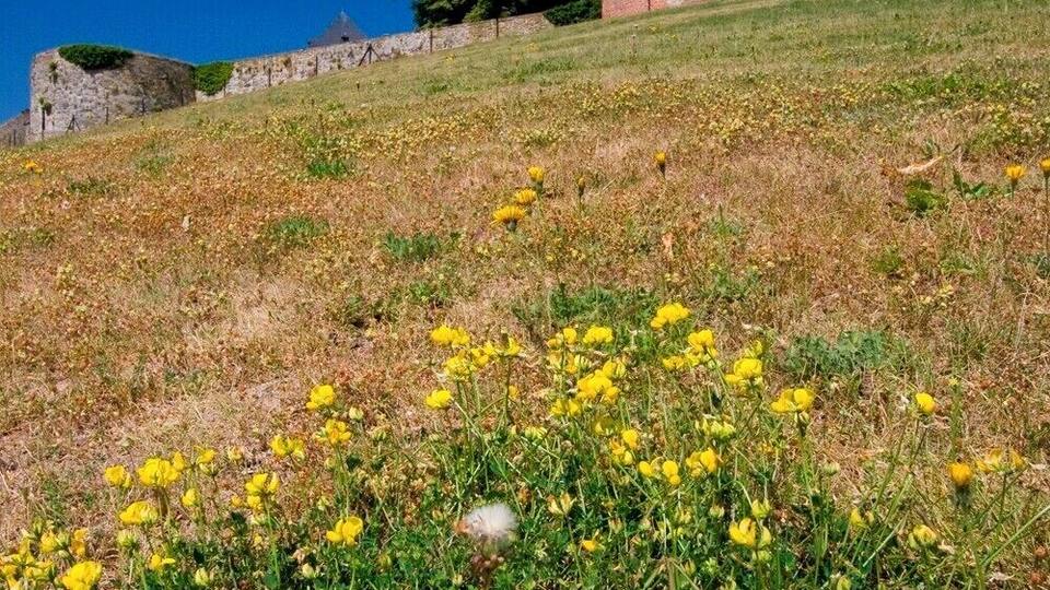 #kasteel #Gaasbeek vanuit de tuin - #castle as seen from the garden