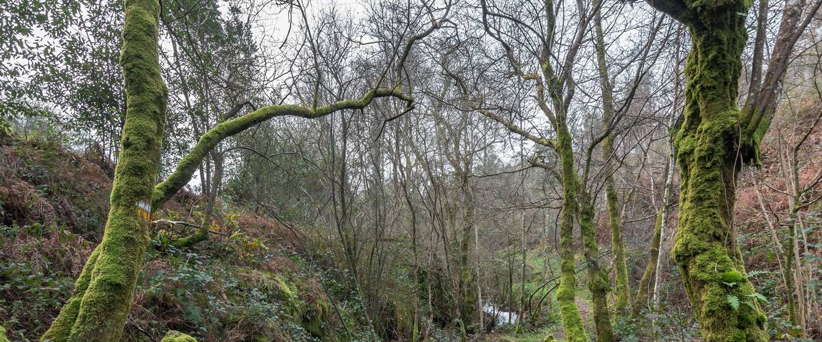 A forested area with a stream, moss-covered trees, and a stone bridge.