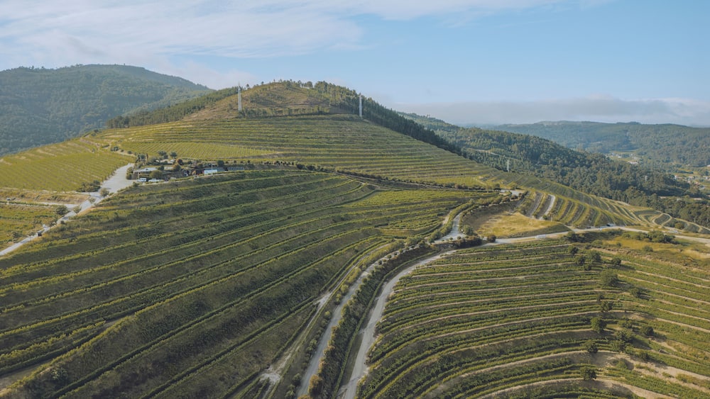 Aerial view of lush grape vines in a scenic vineyard surrounded by hills, Tomino, Spain.