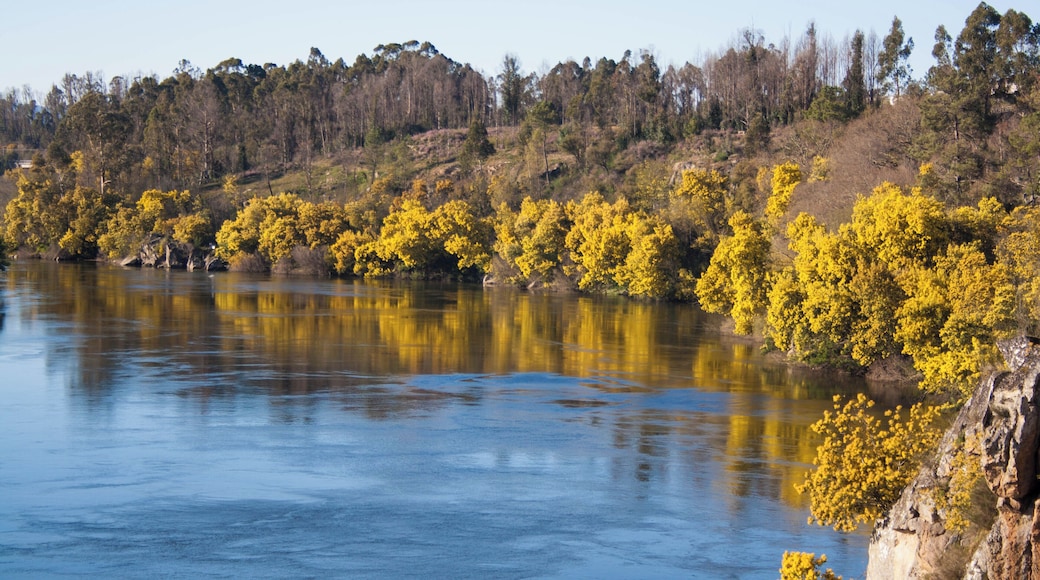 RĂo Miño entre mimosas