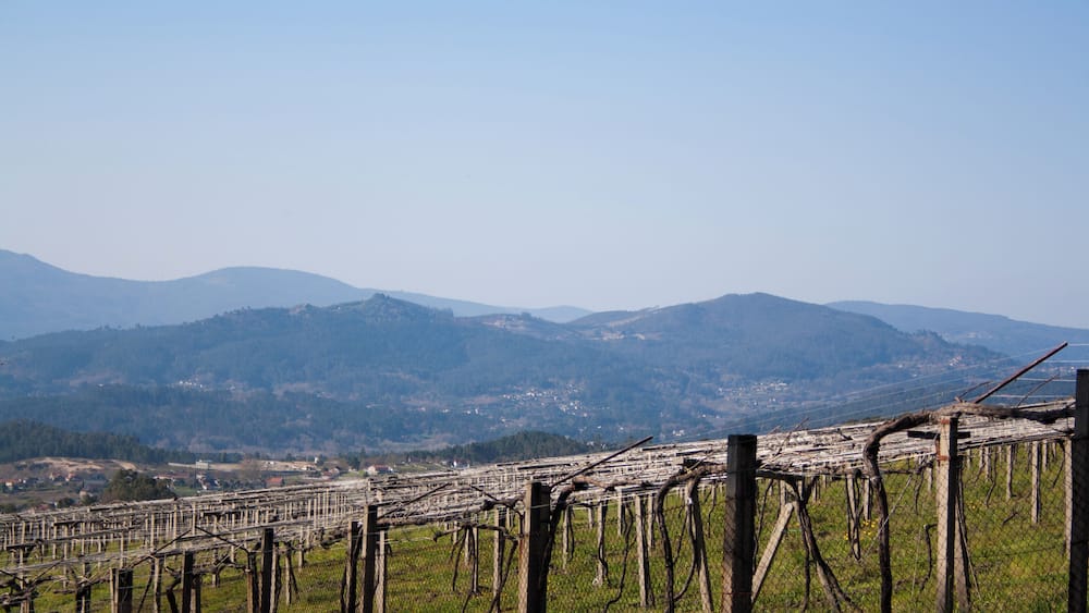 Un vignoble avec des rangées de vignes et une chaîne de montagnes en arrière-plan.