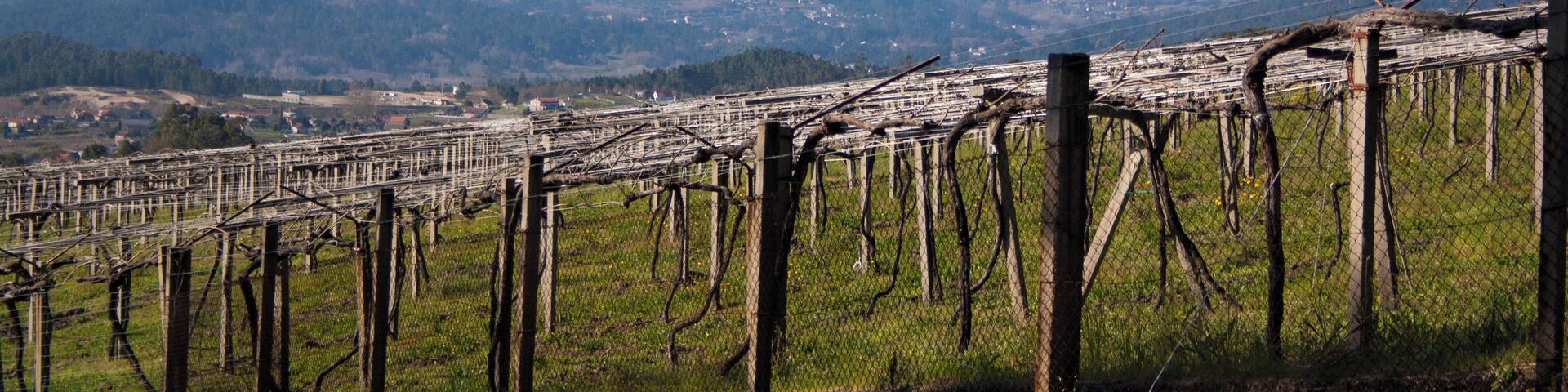 Viñedos
