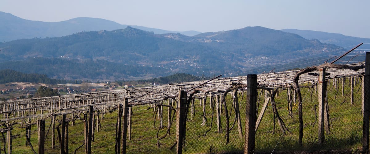 A vineyard with rows of grapevines and a mountainous backdrop.