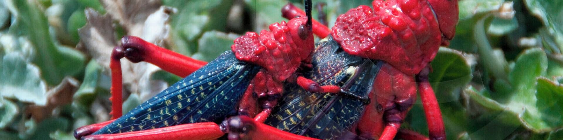 We were exploring this !Khwa ttu Culture Centre to understand about the San, descendants of the first indigenous people of southern Africa. And this pair of hoppers came by, such vivid colors. Known to be poisonous in fact. And they are mating. #grasshoppers #insect #africa