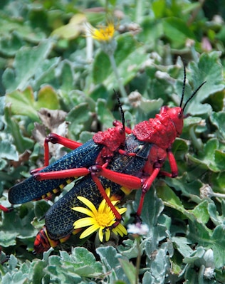 We were exploring this !Khwa ttu Culture Centre to understand about the San, descendants of the first indigenous people of southern Africa. And this pair of hoppers came by, such vivid colors. Known to be poisonous in fact. And they are mating. #grasshoppers #insect #africa