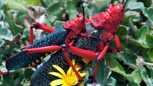We were exploring this !Khwa ttu Culture Centre to understand about the San, descendants of the first indigenous people of southern Africa. And this pair of hoppers came by, such vivid colors. Known to be poisonous in fact. And they are mating. #grasshoppers #insect #africa