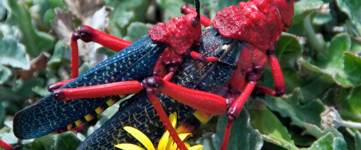 A red and black grasshopper on a yellow flower among green foliage.