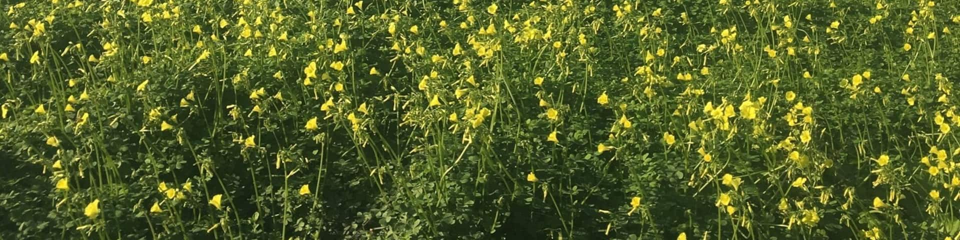 Yellow flowers field beside the sea in MougĂĄs Spain! Galicia is amazing!