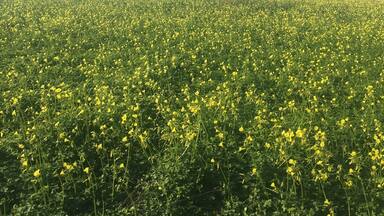 A field of yellow flowers with a clear blue sky and a distant view of a coastal area.