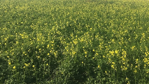 Yellow flowers field beside the sea in Mougás Spain! Galicia is amazing!
