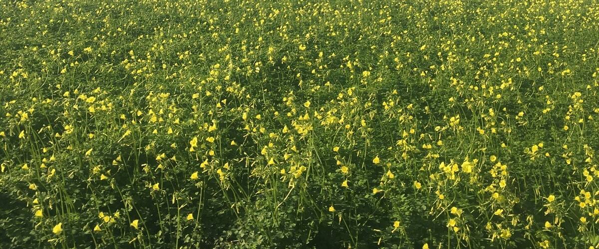A field of yellow flowers with a clear blue sky and a distant view of a coastal area.