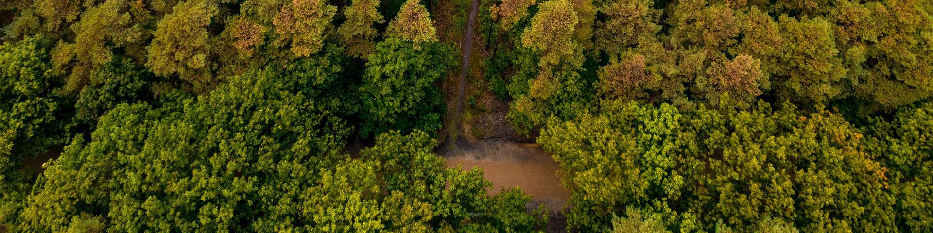 An aerial view of a winding road through a dense forest with a circular pattern.