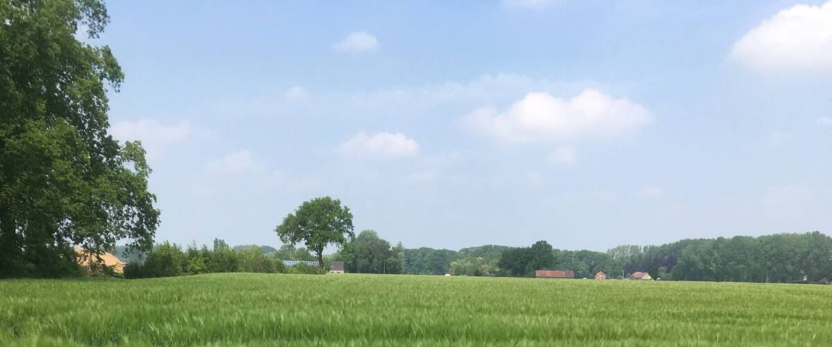 A vast green field with a clear sky and a few trees in the distance.