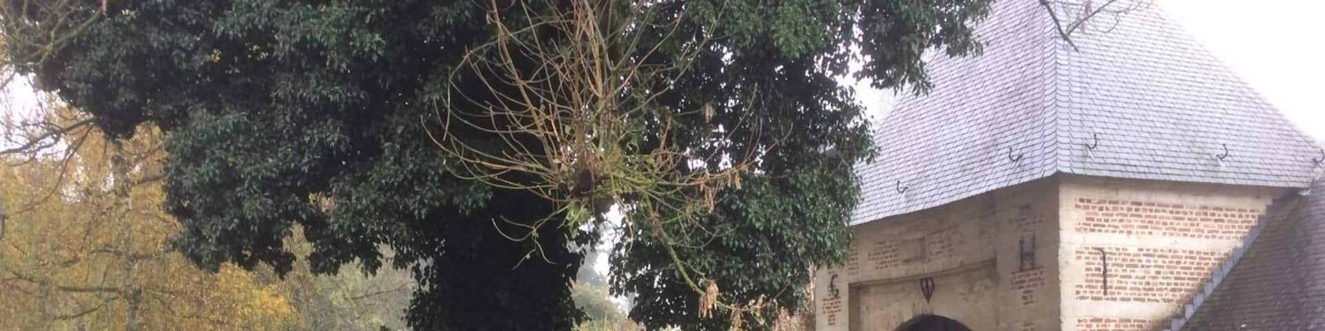 Het groenste snoepje van Vlaanderen / the greenest candy of Flanders. Nice forest!