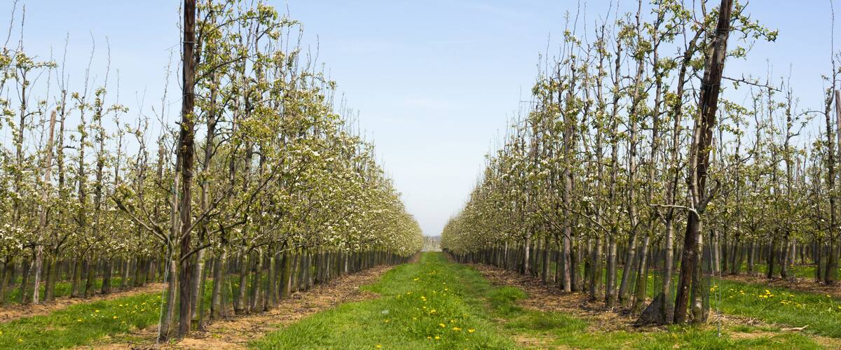 A tree-lined orchard with a clear sky.